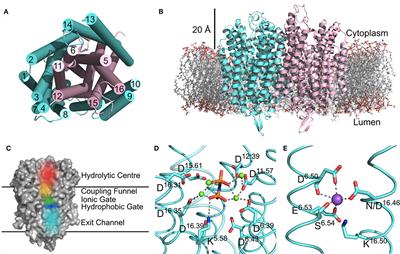 The Function of Membrane Integral Pyrophosphatases From Whole Organism to Single Molecule